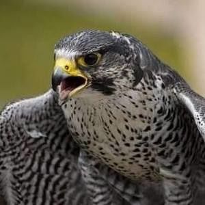 Meet your Posher, Adria